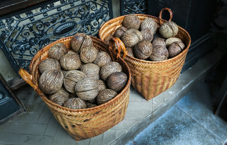 dry Cerbera oddloam's seed with basket ( Pong-pong, Othalanga, suicide tree )の写真素材