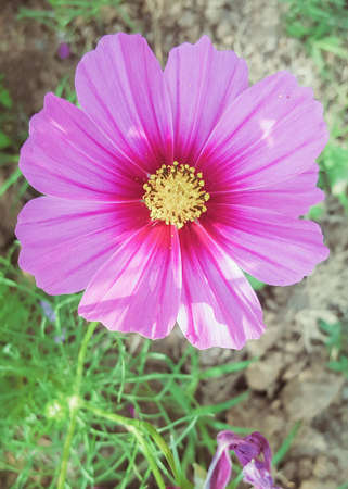 Pink flower.の素材