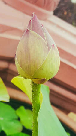 Lotus flowerの素材