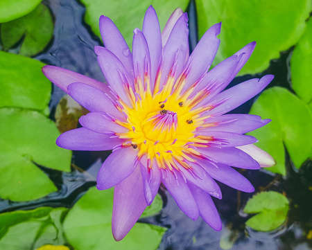 Lotus flowerの素材