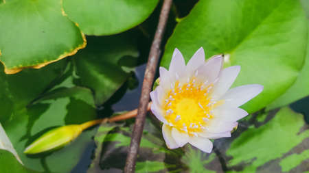 Lotus flowerの素材