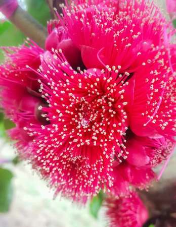 Flowerの素材