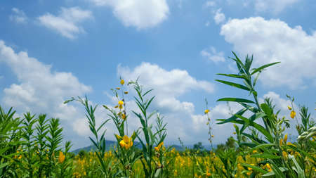 Flowerの素材