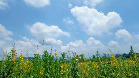 Flowerの素材