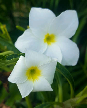 Flowerの素材
