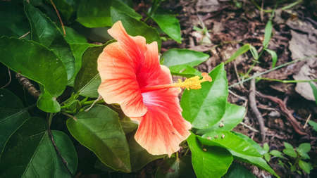Flowerの素材