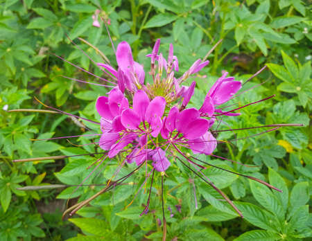 Flowerの素材
