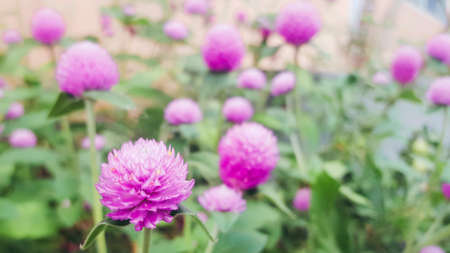 Flowerの素材