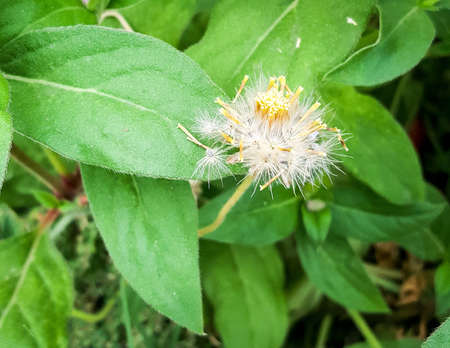 Flowerの素材