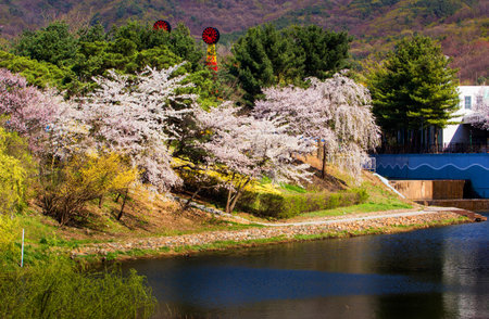 Cherry blossoms in South Koreaのeditorial素材