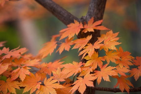 Maple of koreaの写真素材