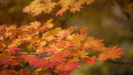 Maple of koreaの写真素材