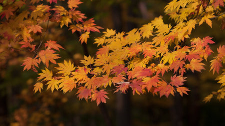Maple of koreaの写真素材