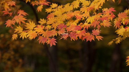 Maple of koreaの写真素材