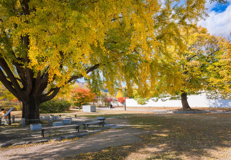 autumn in   koreaの写真素材