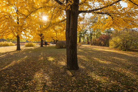 Ginkgo tree,Seoul , South koreaの写真素材