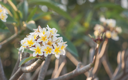 Tropical flowersの写真素材