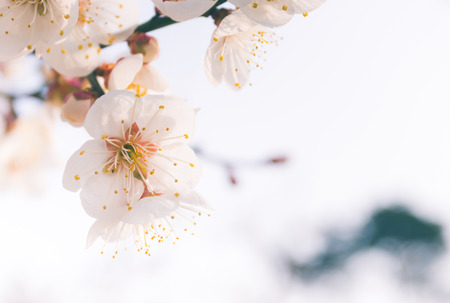 Cherry blossom in spring with soft focus, backgroundの写真素材