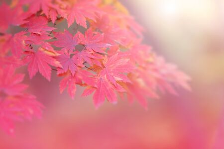 autumn backgroundの写真素材