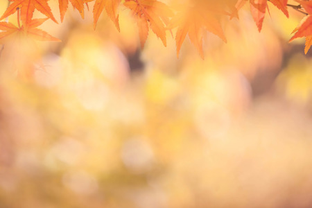 Autumn abstract  backgrounds [Soft focus]の写真素材