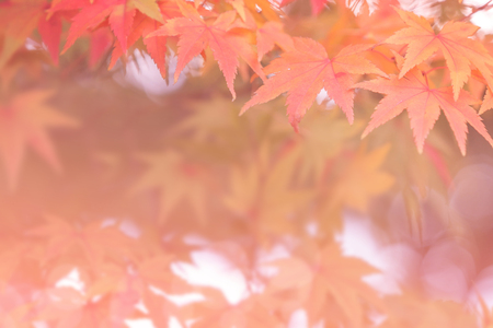 Autumn backgrounds [Soft focus]の写真素材