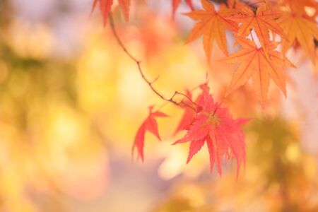Autumn abstract backgrounds [Soft focus]の写真素材