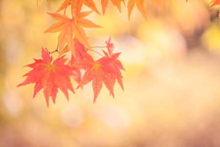 Autumn abstract backgrounds [Soft focus]の写真素材