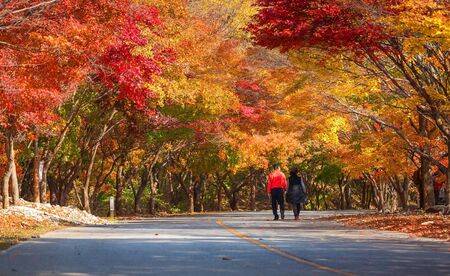 Naejangsan national park in autumn with tourist, South korea.の写真素材