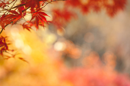 maple Leaves, Autumn abstract backgrounds [Soft focus]の写真素材