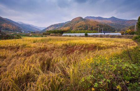 autumn landscape, korea.の写真素材
