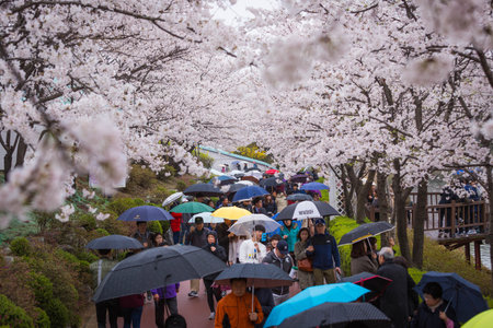 SEOUL, KOREA - APRIL 5, 2015: tourist In spring with cherry blossoms,Lotte World, Amusement park in Seoul South Korea on April 5, 2015のeditorial素材