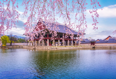 Gyeongbokgung Palace and cherry blossom in Spring, korea.の写真素材