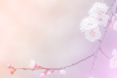 abstract cherry blossom backgroundの写真素材