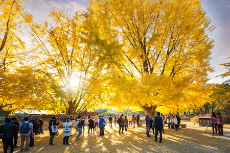 SEOUL, KOREA - NOVEMBER 2, 2014: Autumn leaves at gyeongbokgung palace, November 2, 2014 in Seoul, South Korea.のeditorial素材