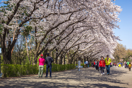 SEOUL - APRIL 06, 2014: Cherry Blossom Festival in spring, Seoul Land south korea.のeditorial素材
