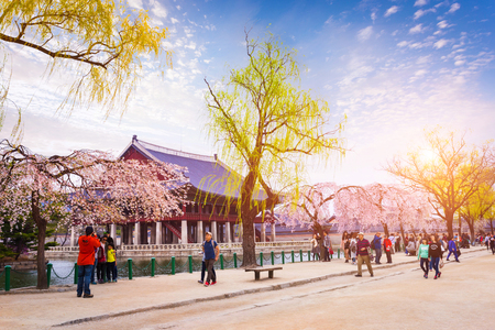 SEOUL, KOREA - APRIL 12, 2015: Gyeongbokgung palace with a lot of people and cherry blossom in spring, Seoul, South Korea.のeditorial素材