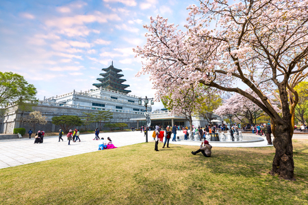 SEOUL - APRIL 10, 2016: Gyeongbokgung Palace with Cherry Blossom in Spring Travel of korea, April 10, 2016 in Seoul, South Korea.のeditorial素材