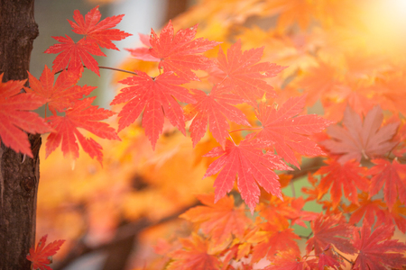 Colorful maple leaves in autumn for background for textの写真素材
