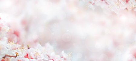 Cherry blossom in spring for background or copy space for textの写真素材