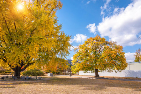 Colorful leaves and tree in autumn in the park