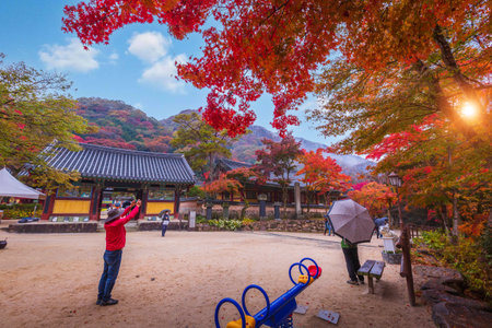 Naejangsan national park , Autumn in Korea and maple tree in the park, South Korea.の写真素材