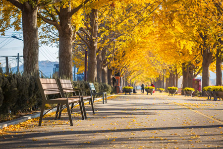 autumn ginkgo trees tunnel in the morning with yellow leaves besides Gokkyocheon Creek near Asan-si, Koreaの写真素材