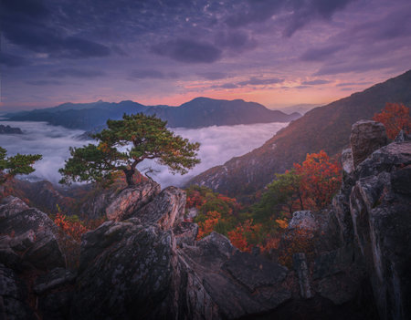 Autumn in Korea, Pine trees towering on the rocks atop Jebibong. In the morning, a sea of mist flows through the river in the valley In the autumn of Waraksan Mountain National Park, South Korea.の写真素材
