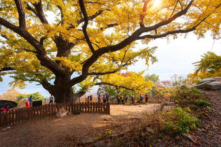 Namyangju-si, Gyeonggi-do, South Korea - October 26, 2014:  Big ginkgo tree in autumn in the morning with yellow leaves at Sujeongsa Temple, Namyangju-si, Gyeonggi-do, South Korea.のeditorial素材