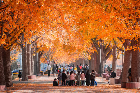 Asan - si, Chungcheongnam - do, Korea - November 10, 2020: autumn ginkgo trees tunnel in the morning with yellow leaves besides Gokkyocheon Creek near Asan-si, Koreaのeditorial素材