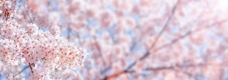 Cherry blossom  flower in spring for background or copy space for text