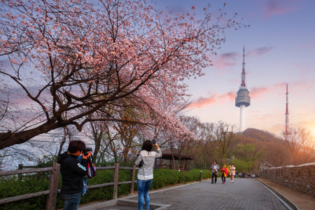 seoul tower in spring with cherry blossom tree in full bloom, south korea.のeditorial素材