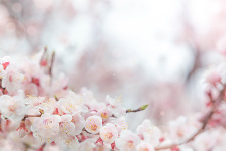 Cherry blossom  flower in spring for background or copy space for textの写真素材