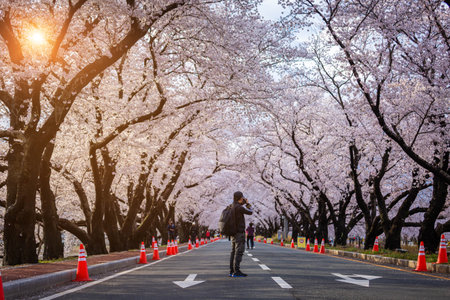 Beautiful cherry blossom tunnel and cherry trees on both sides of the road at the Cherry Blossom Festival in Gyeongju, South Korea.のeditorial素材