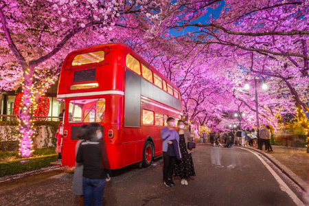 Night view of Cherry Blossom festival at Daegu E-World.Daegu,South Korea.のeditorial素材